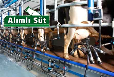 Alımlı Süt Üretim ve Pazarlama
