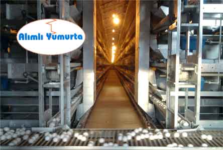 ALIMLI YUMURTA KAPASİTE ARTTIRDI